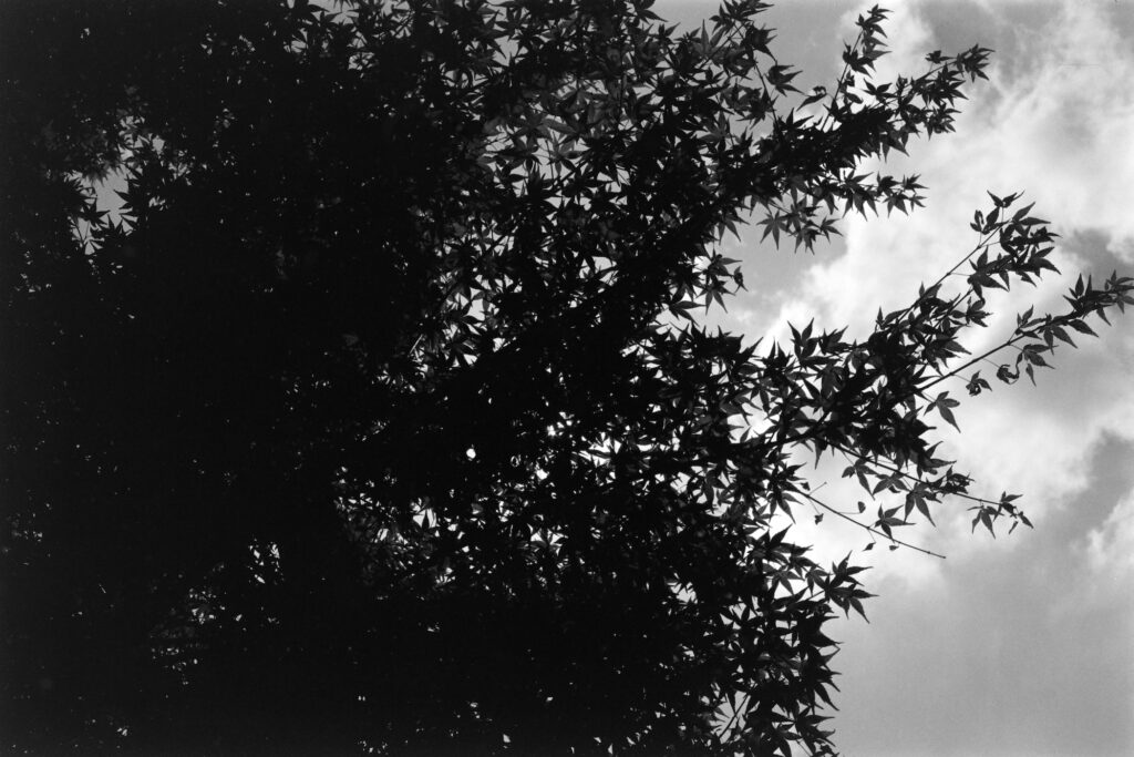 SMC PENTAX-M 50mm f1.7 | f11