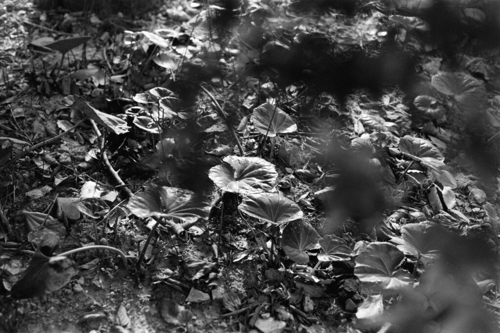 19, SMC PENTAX-M 50mm f1.7 | f4