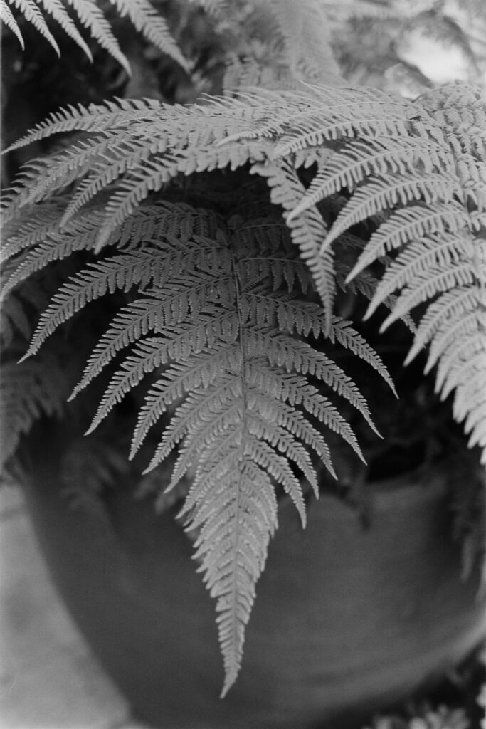 22, SMC PENTAX-M 50mm f1.7 | f4